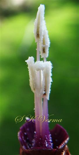  Stamens and Pistil